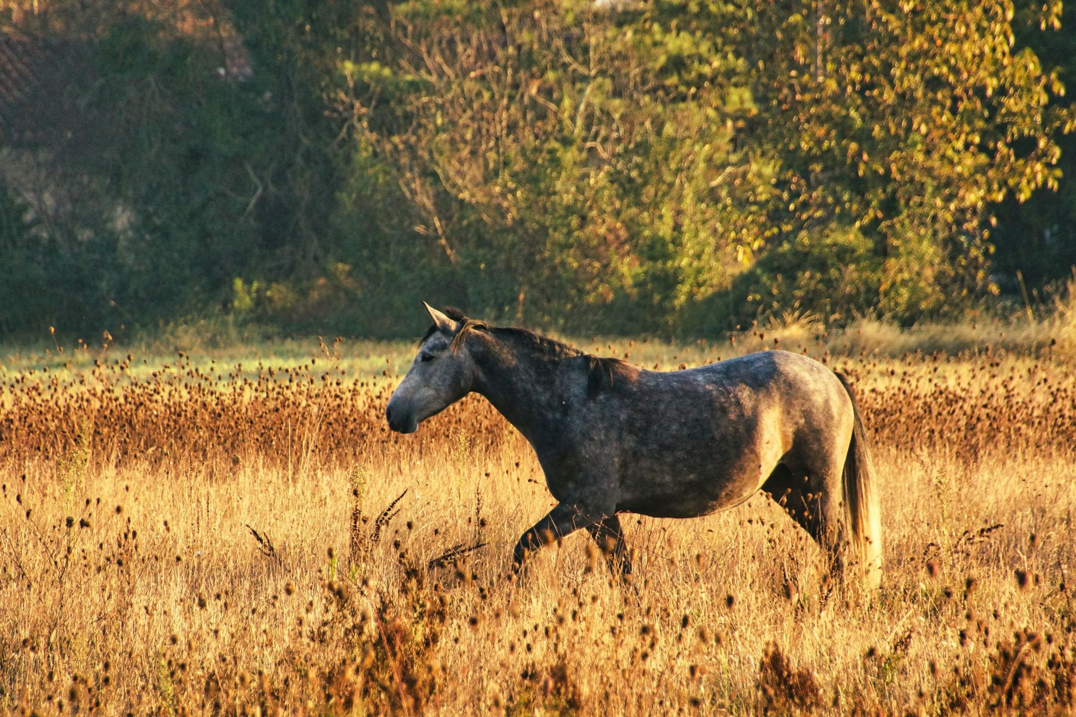 Horse in a golden pasture