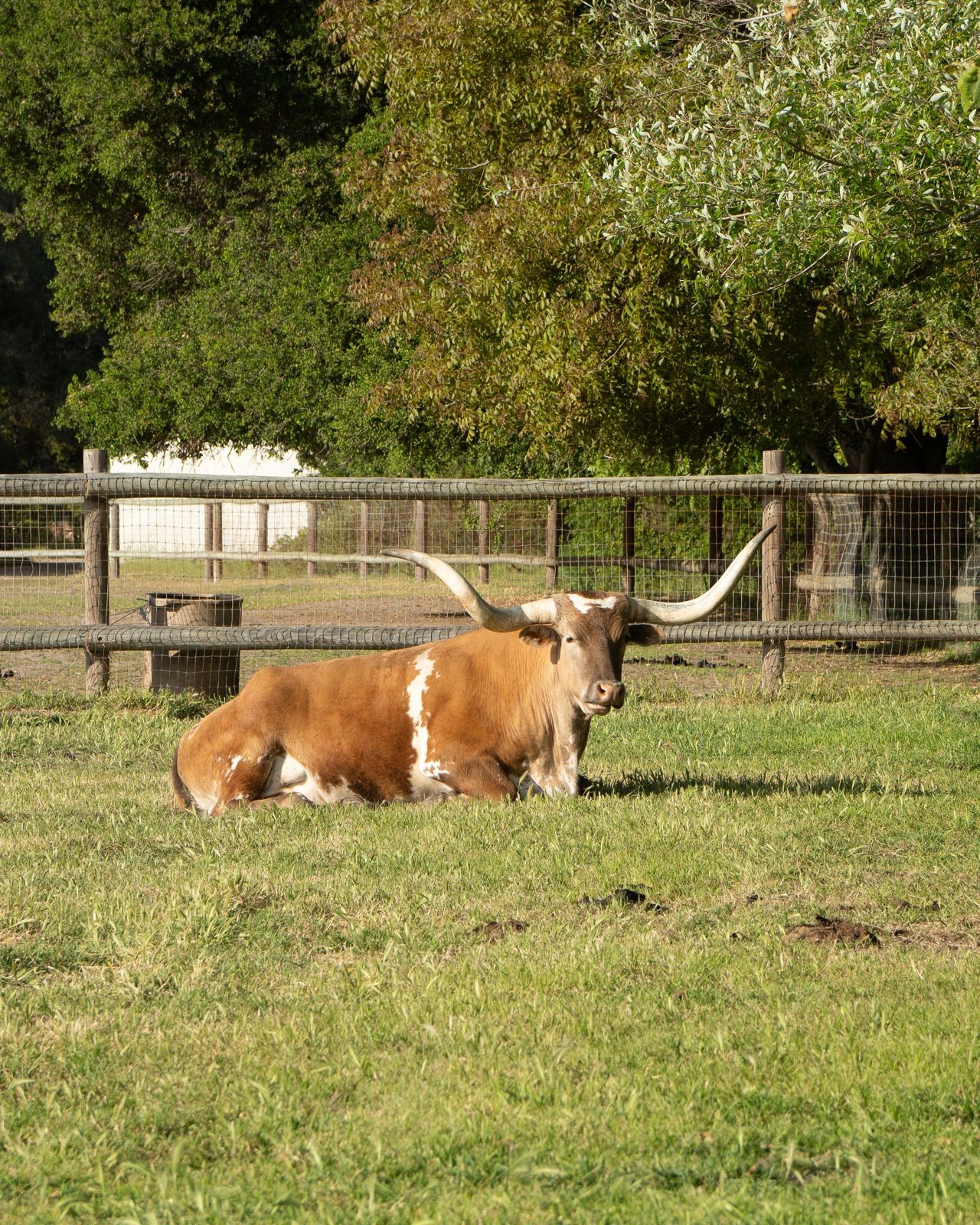 Texas longhorn in pasture